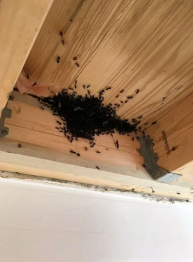 A heavy cluster of ants in wood framing treated during an interior ant control job