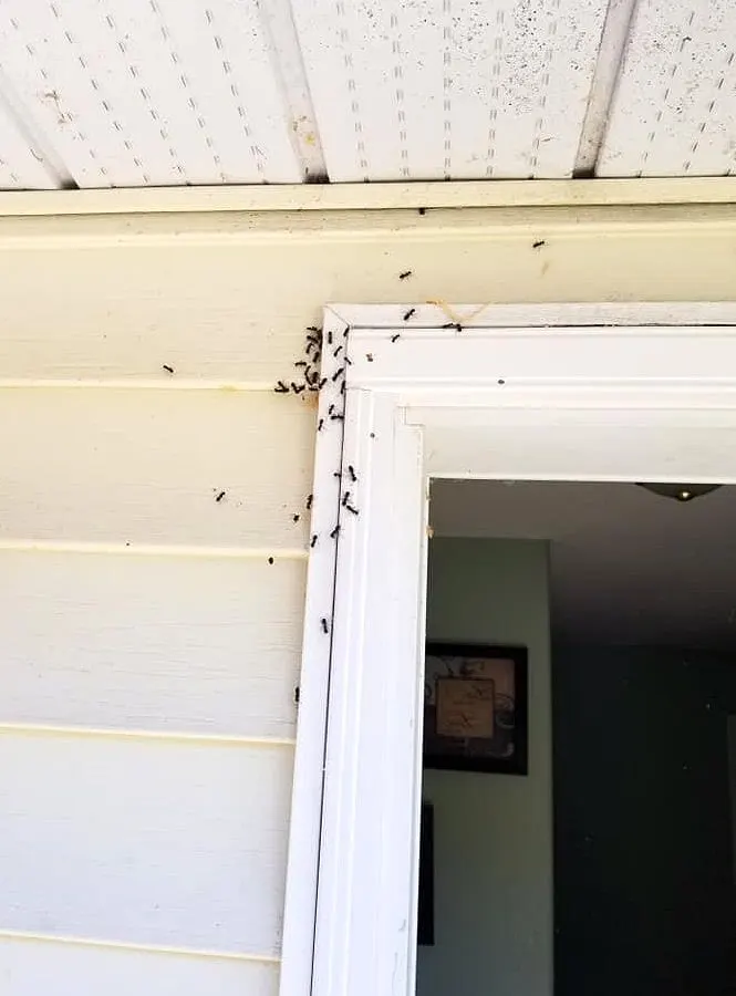Ants swarming an exterior door frame before an ant treatment in Colorado Springs