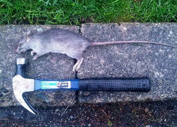 A large rat removed during a residential rodent control visit in Colorado Springs
