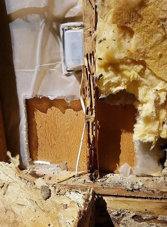 Rodent damage exposed inside a wall cavity during a rodent inspection and exclusion job