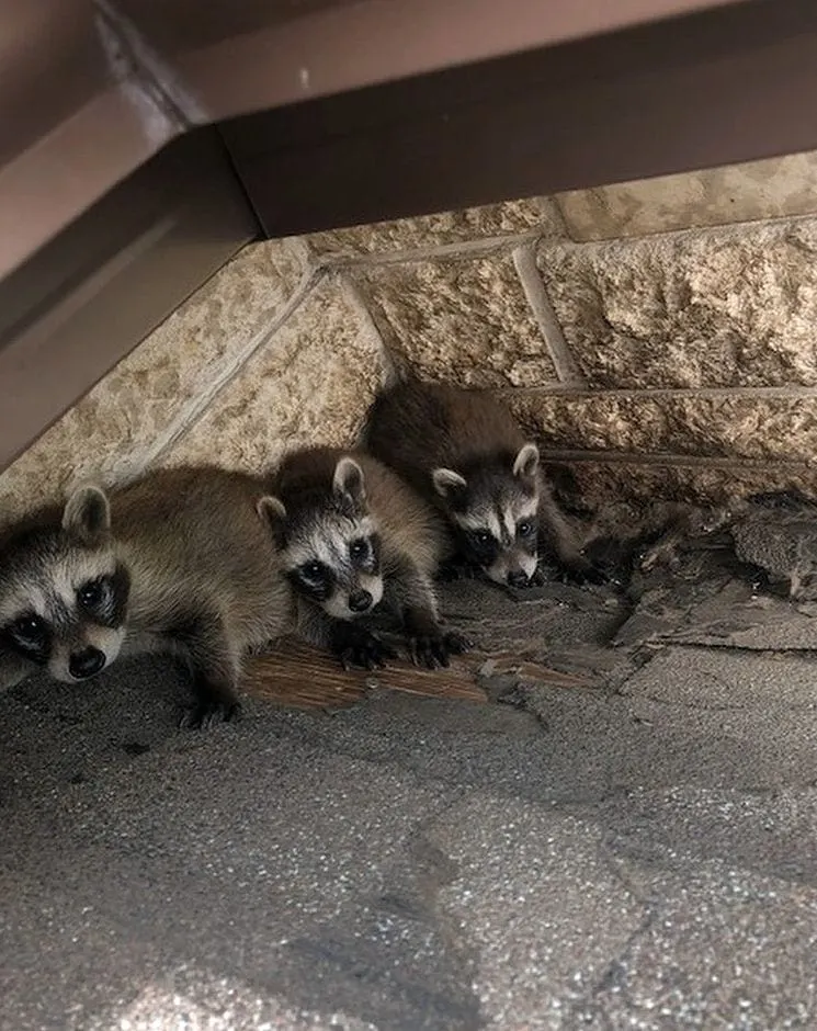 Young raccoons found nesting in a roof soffit during a nuisance wildlife removal