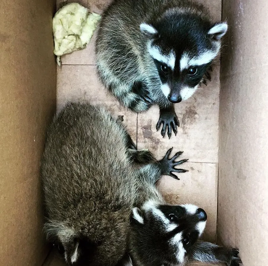 Raccoons safely contained for humane relocation during a wildlife removal job